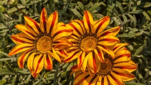Gazania rzadko choruje.