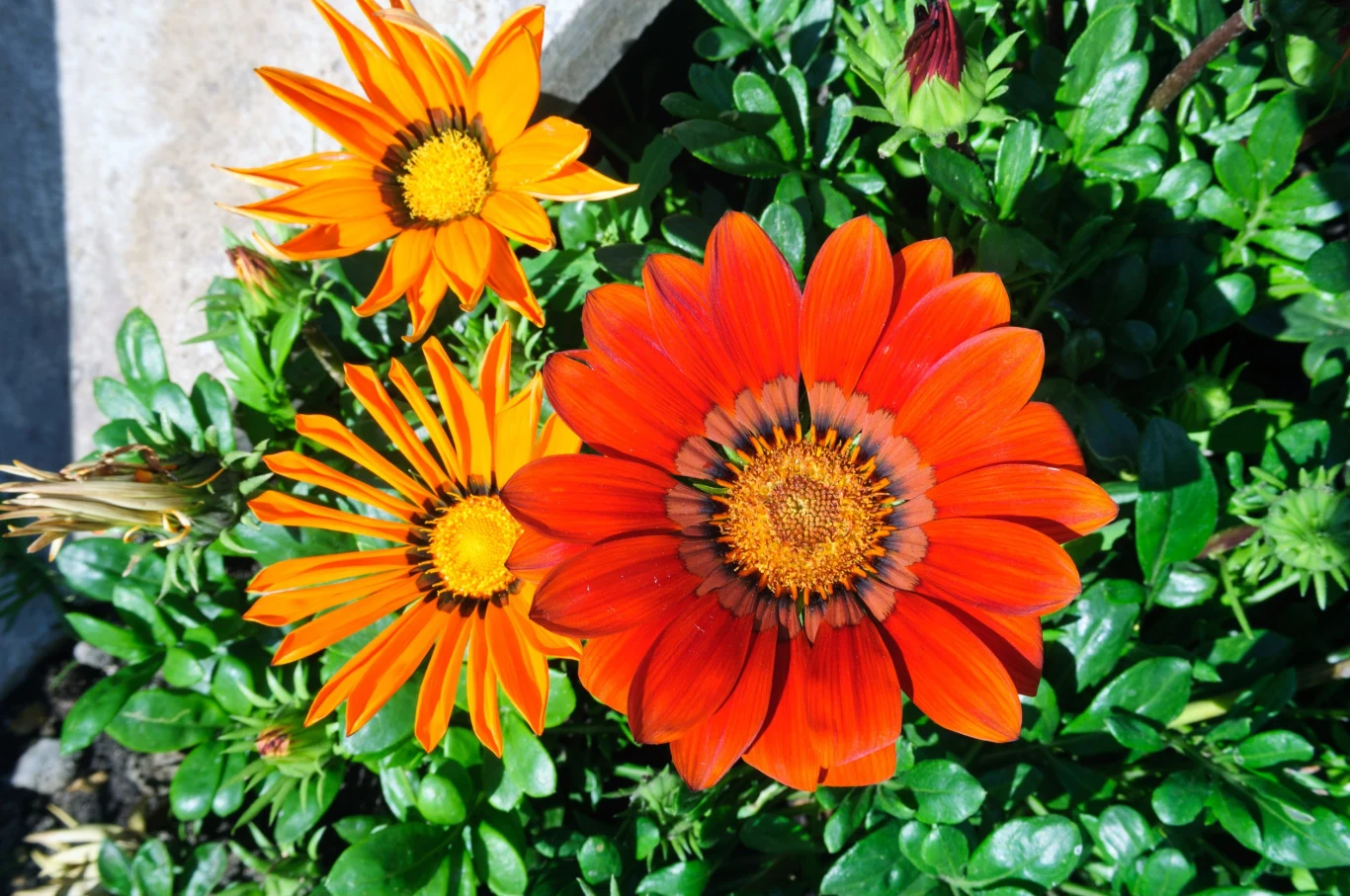 Odmiany gazanii różnią się między sobą okresem kwitnienia