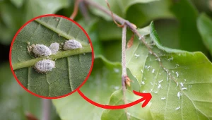 Wełnowce często atakują rośliny ogrodowe i domowe.