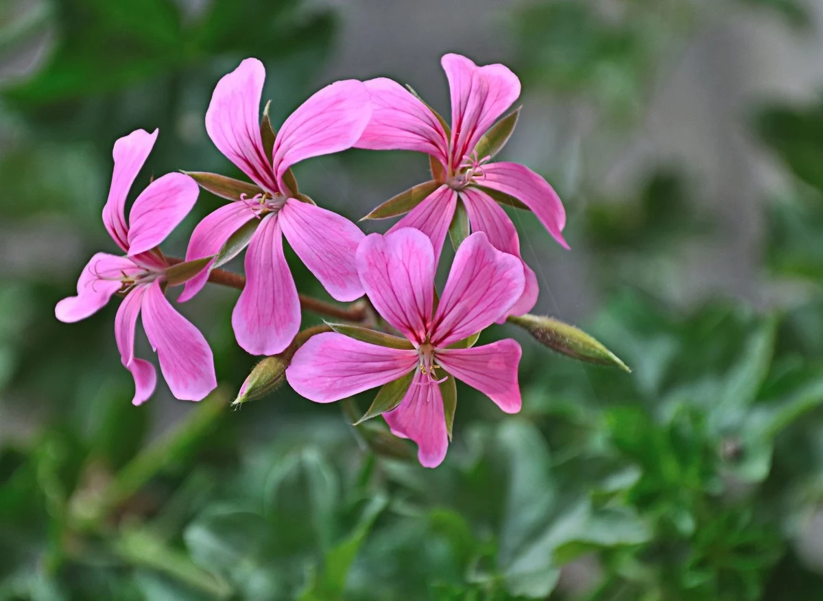 Pelargonia afrykańska nie ma dużych wymagań uprawowych