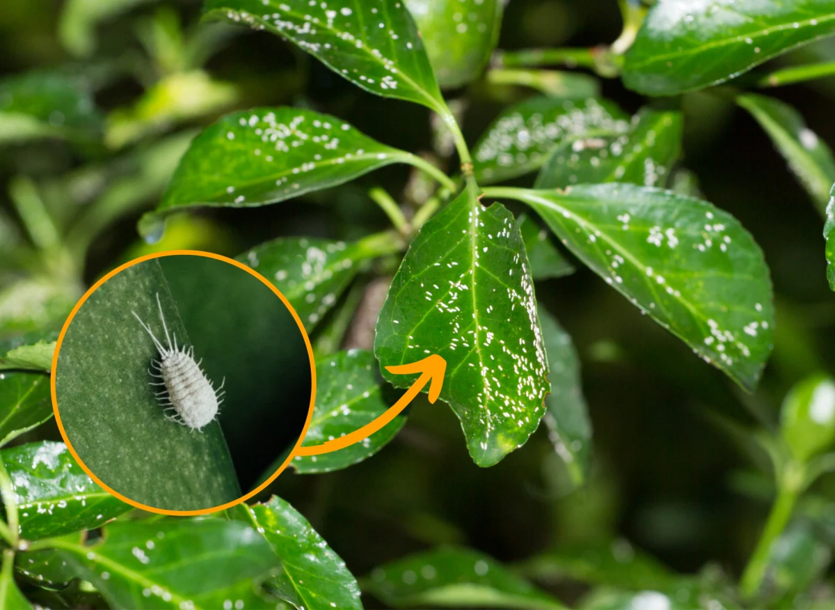 Biały nalot na liściach może być objawem żerowania wełnowców