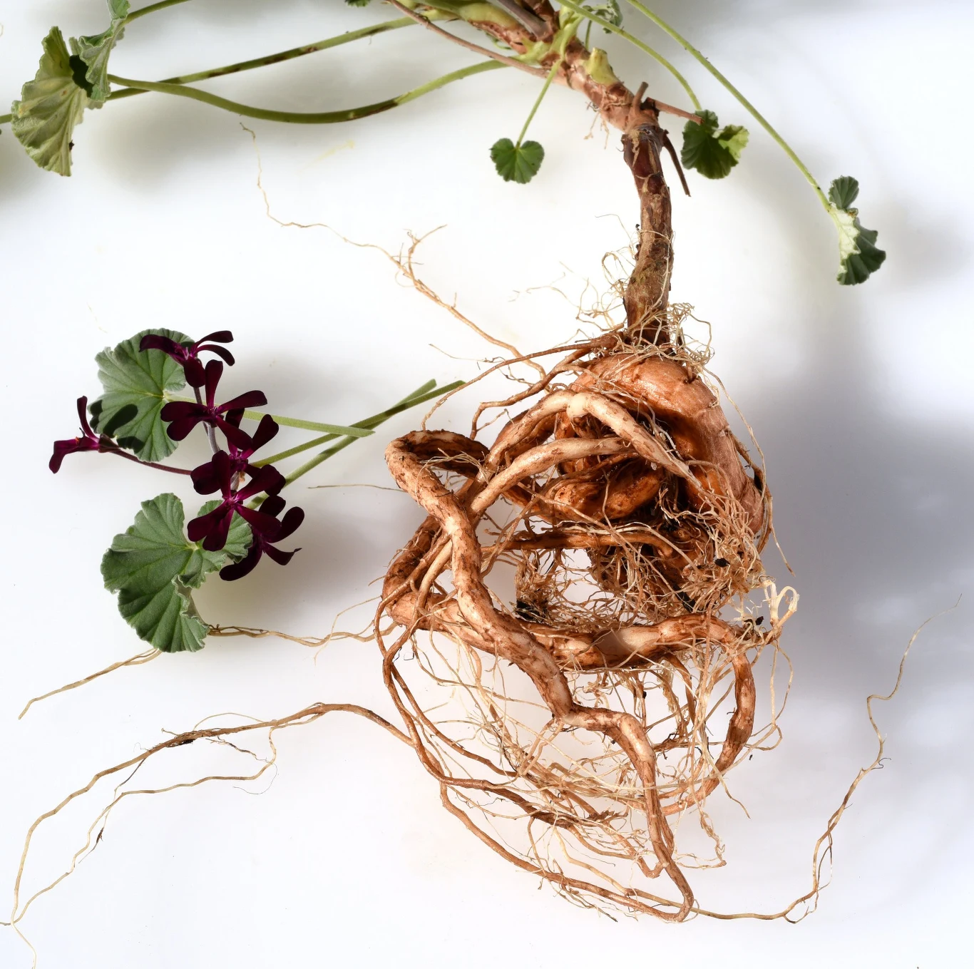 Z korzenia pelargonii afrykańskiej przygotowuje się lecznicze wyciągi