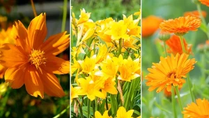 Poznaj ciekawe gatunki i odmiany w energetycznym, pomarańczowym odcieniu.