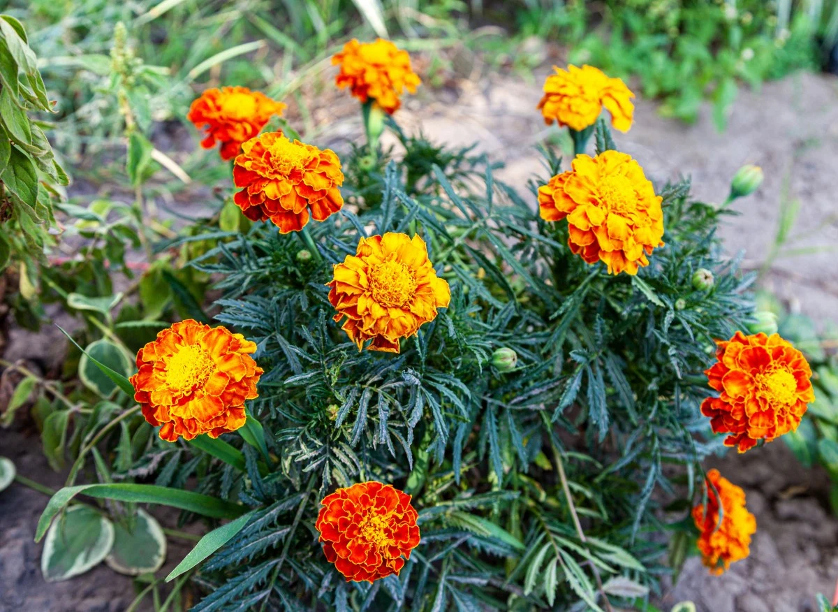 Aksamitki pochodzą z tropikalnego i umiarkowanego klimatu