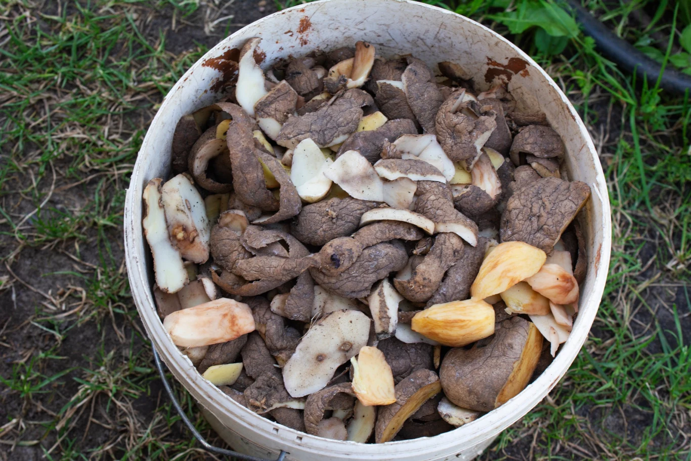 Obierkami z ziemniaków warto podsypać krzewy owocowe m