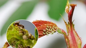 Mszyce są roślinożerne — wysysają sok z roślin powodując ich zamieranie.