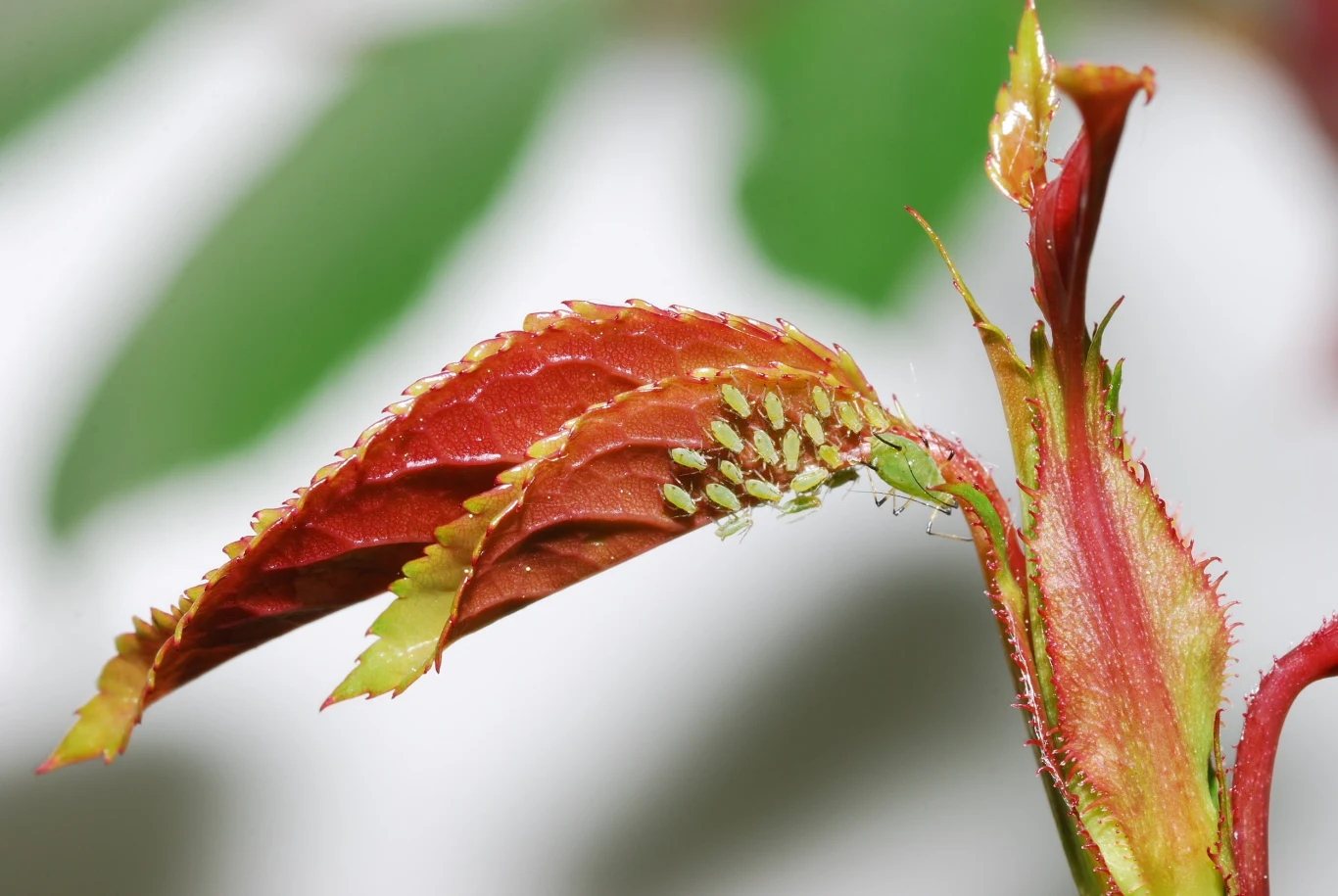 Mszyce w zalezności od gatunku osiągają wielkość między 2 a 5 mm