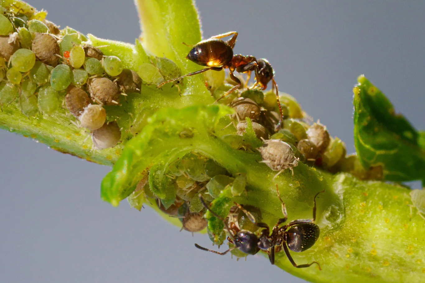 Niektóre owandy można wykorzystać w walce przeciwko mszycom