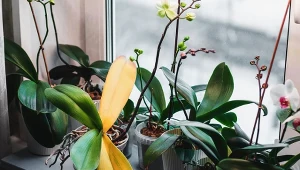 Te choroby najczęściej atakują storczyki