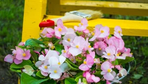 Begonia trwała to wytrzymała roślina o minimalnych wymaganiach. Kwitnie aż do października