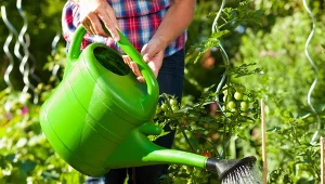 Poznaj najważniejsza zasady podlewania roślin ogrodowych.