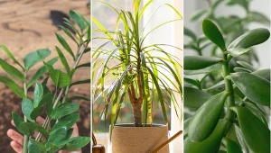 Są nie do zdarcia! 5 bezobsługowych roślin domowych