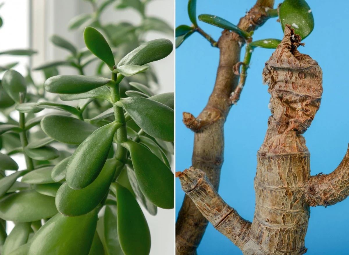 Trudno jest zaniedbać drzewko szczęścia, jest to jednak jak najbardziej możliwe