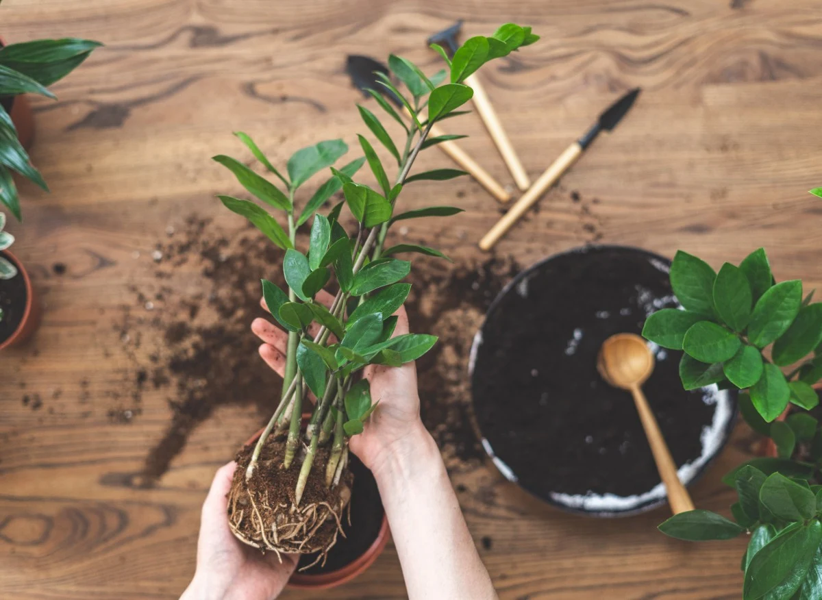 Rozmnażanie zamiokulkasa nie sprawi trudności nawet początkującym domowym ogrodnikom