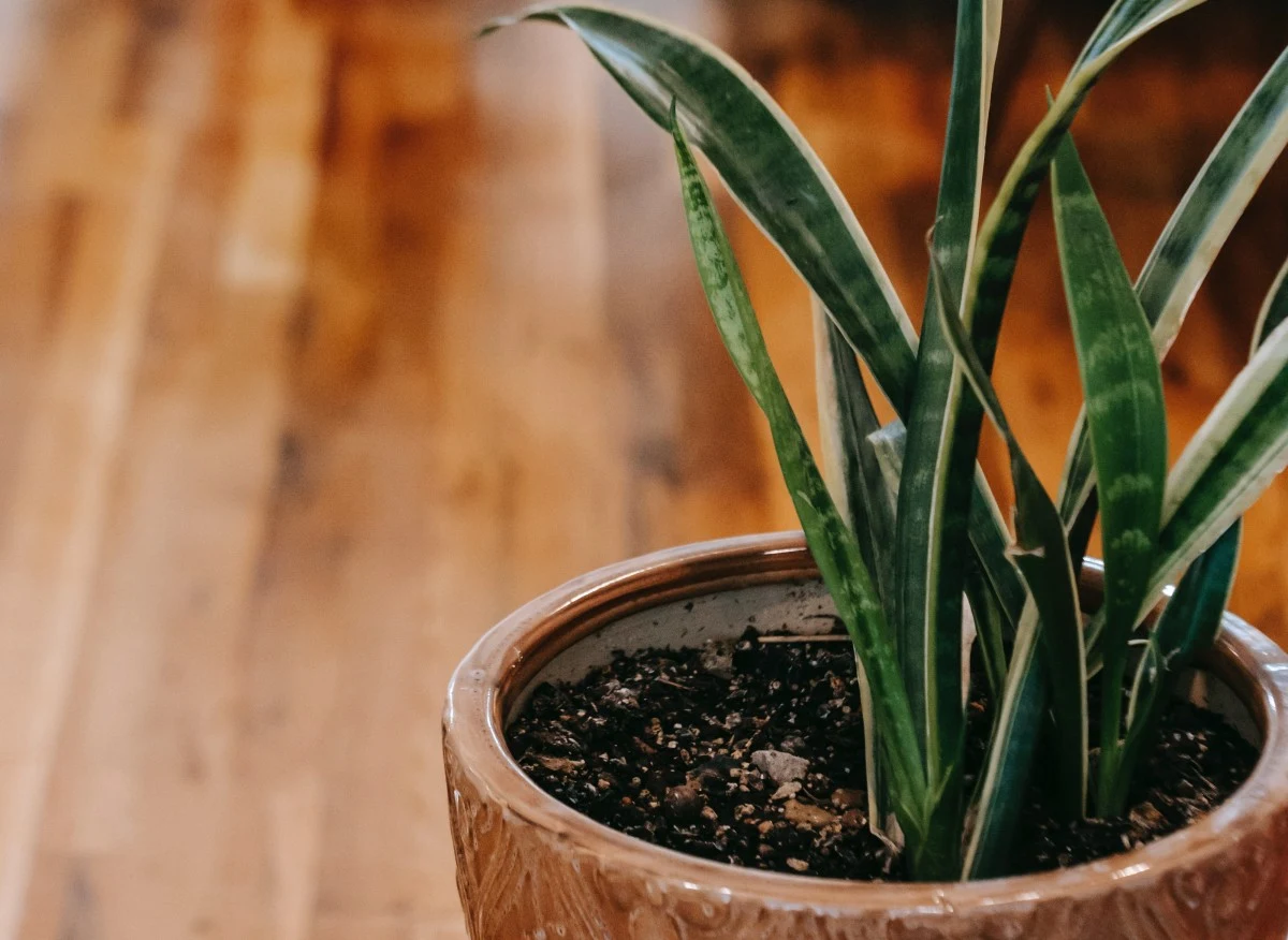 Sansewieria najczęściej choruje z powodu przelania lub przesuszenia