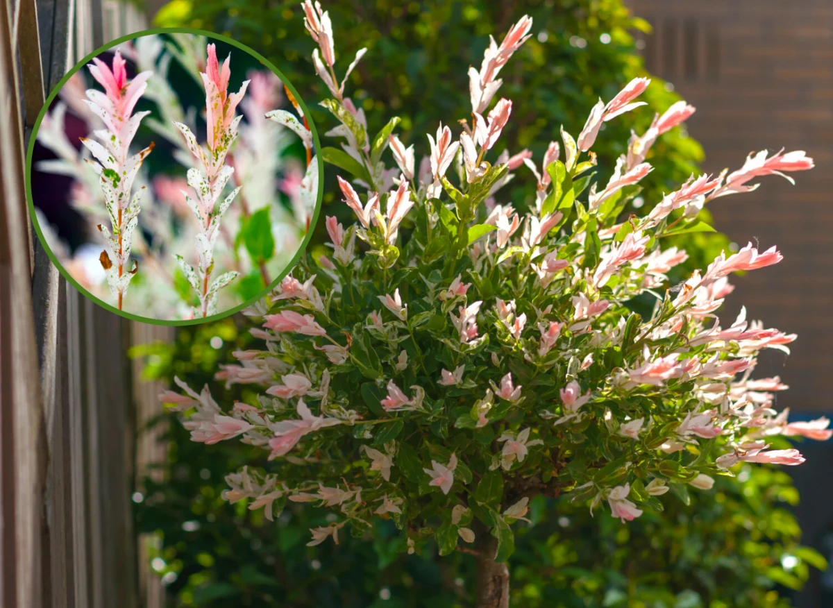 Wierzba japońska, zwana też drzewem flamingowym, jest idealną propozycją do małego ogrodu