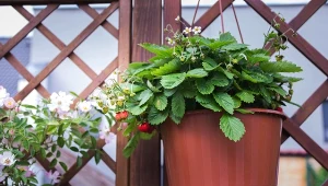 Poziomki preferują stanowisko słoneczne.