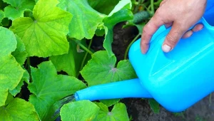 Koniecznie skorzystaj z naszych porad i ciesz się smacznymi ogórkami z własnego ogrodu!