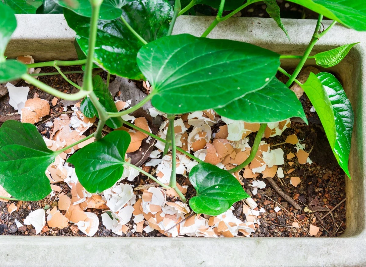 Skorupki z jaj można wykorzystać jako nawóz do kwiatów