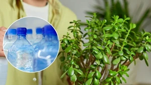 Dowiedz się, co zrobić, by kwiaty były zawsze podlane odpowiednią ilością wody!