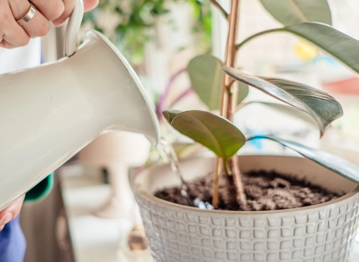 Podlewanie roślin nie musi być uciążliwe