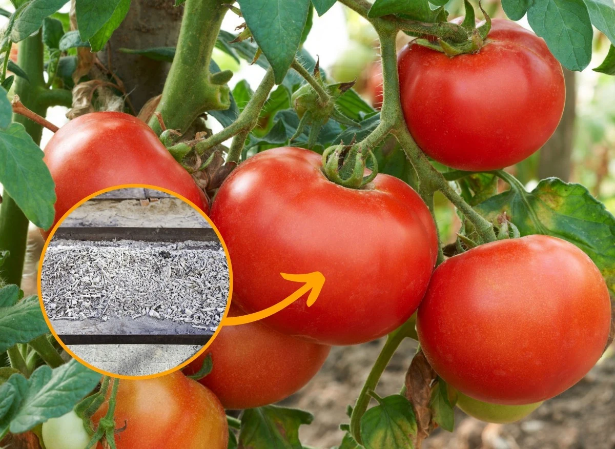 Popiół ma wiele zastosowań w ogrodzie