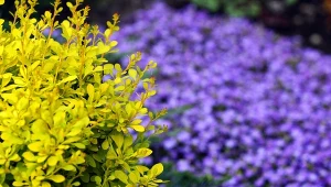 Berberysy to wspaniała dekoracja ogrodu.