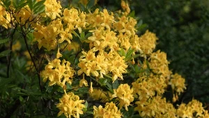 Azalia pontyjska obficie kwitnie i słodko pachnie.