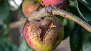 Parch jabłoni najczęściej dotyka drzew, które są zaniedbane.