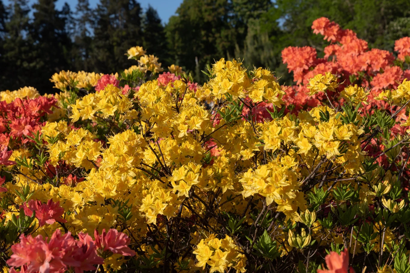 Azalia pontyjska utrzymuje kwitnienie zwykle przez około 3 tygodnie