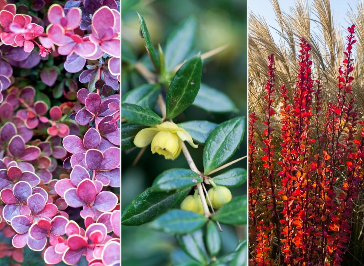 Berberysy to bardzo kolorowe i uniwersalne krzewy