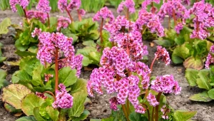 Bergenia sercowata to łatwa w uprawie roślina.