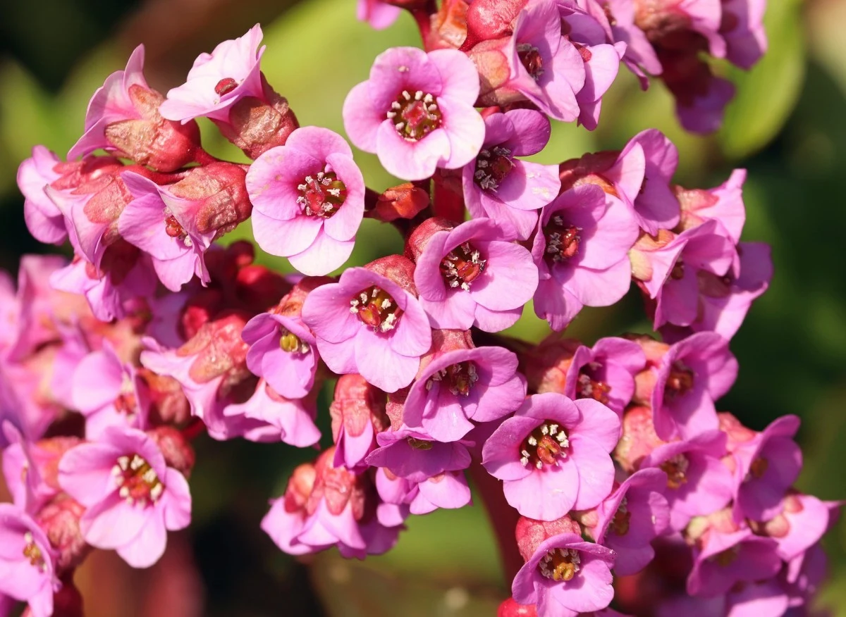 Bergenia wytwarza liczne drobne kwiaty