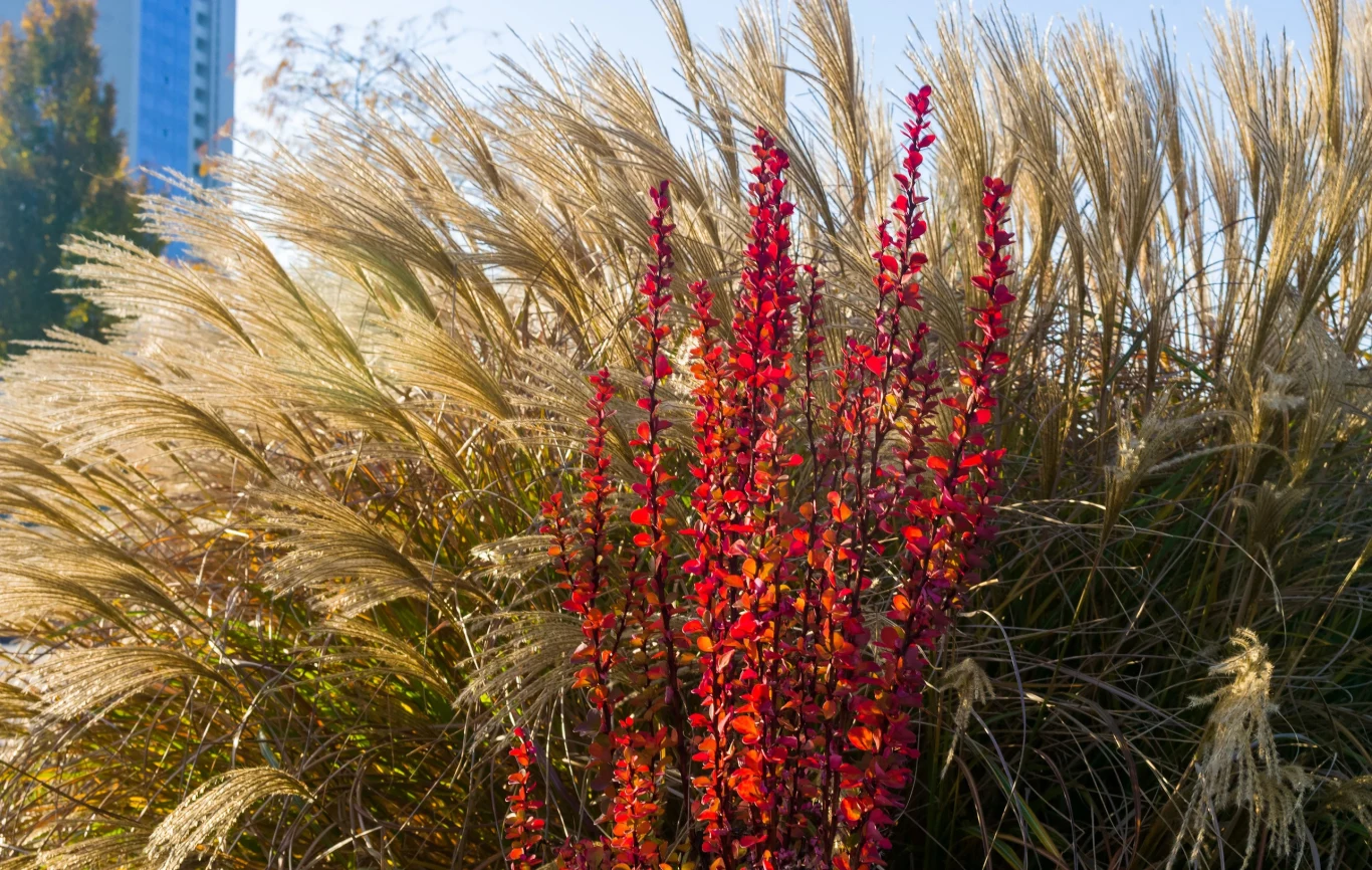 Berberysy pieknie komponują się z trawami ozdobnymi