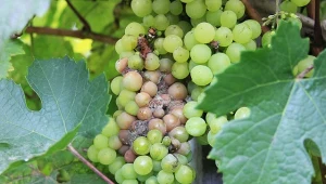 Szara pleśń to jedna z najczęstszych chorób grzybowych, które dotykają rośliny.