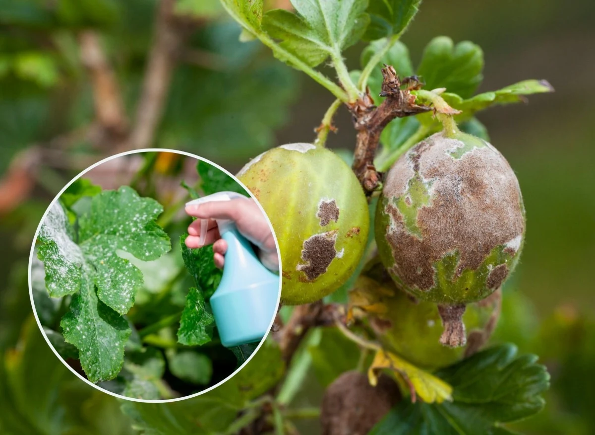 Potrafią siać spustoszenie w wielu ogrodach i sadach