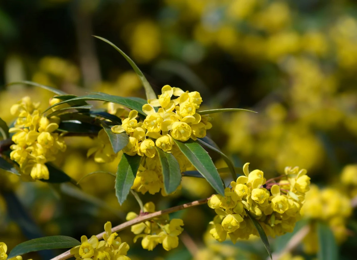 Berberys Julianny posiada charakterystyczne żółte kwiaty, z których później powstają niebieskie owoce