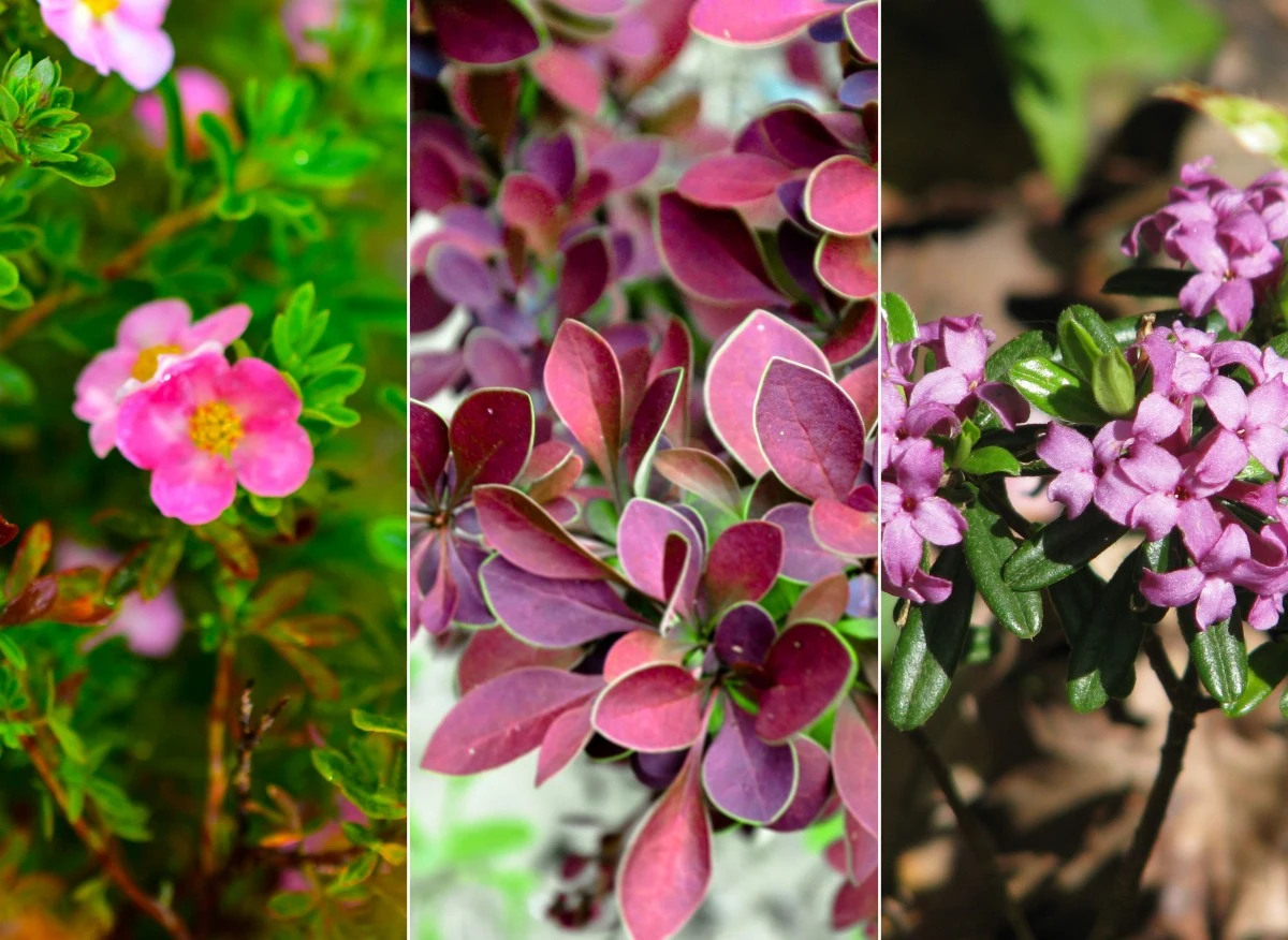 Oto 10 najpiękniejszych krzewów miniaturowych do ogrodu