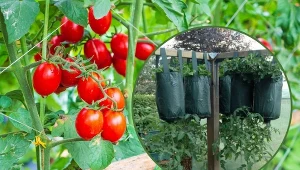 Uprawa pomidorów sposobem "do góry nogami" ma wiele zalet