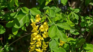 Karagana syberyjska - odmiany, uprawa, pielęgnacja, zastosowanie