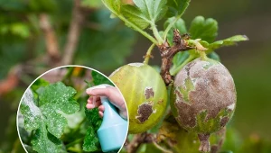 Potrafią siać spustoszenie w wielu ogrodach i sadach. Tak poradzisz sobie z problemem.