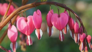 Serduszkę wyróżniają niezwykłe kwiaty.