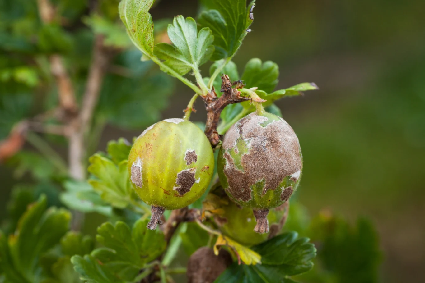 Mączniak na agreście
