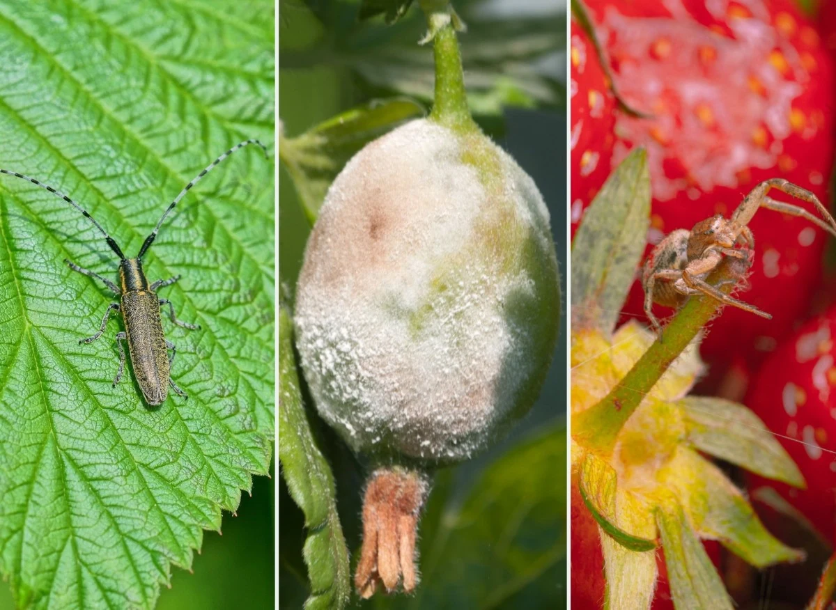 W przypadku chorób krzewów owocowych liczy się przede wszystkim szybka reakcja