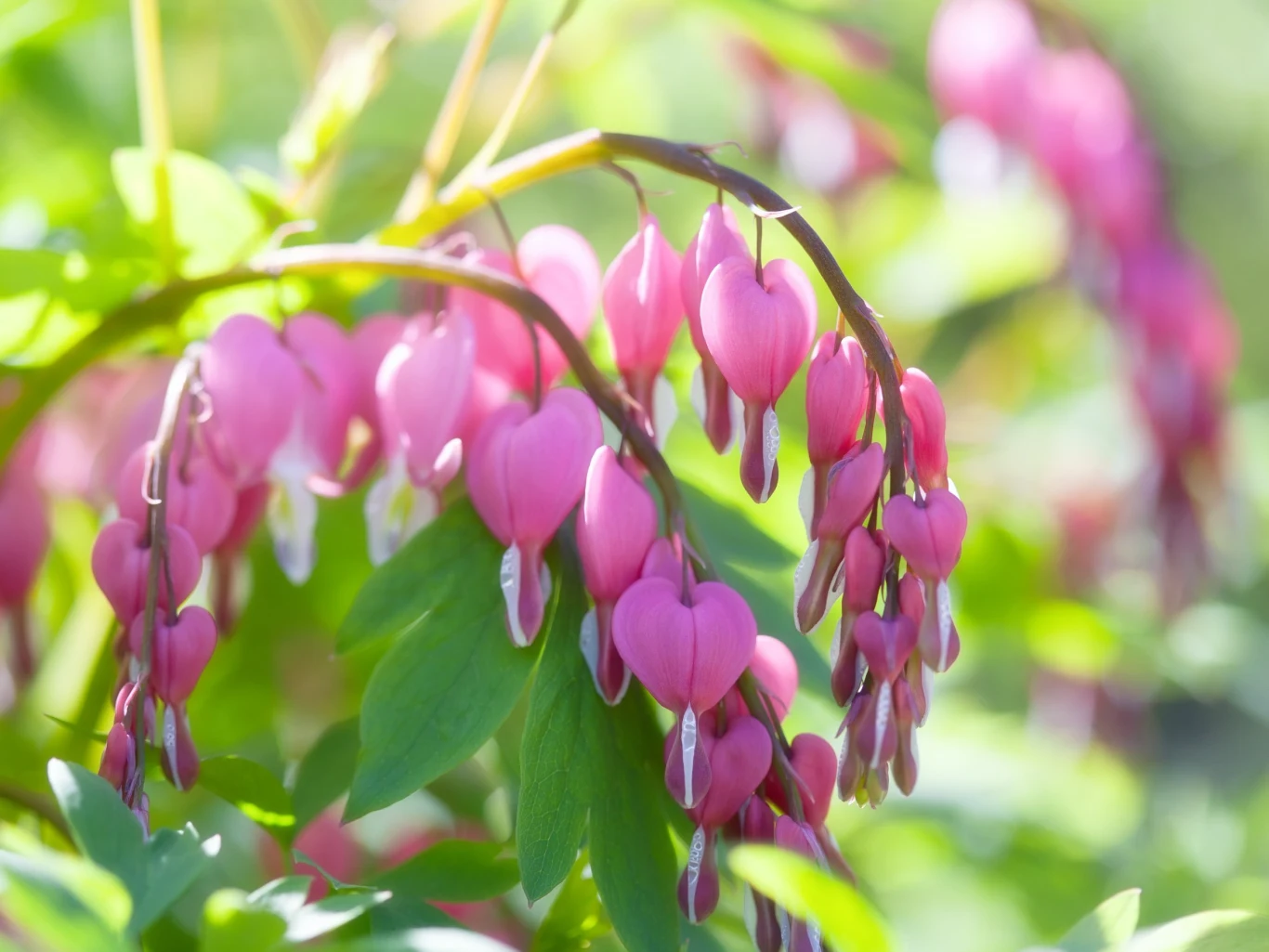 Serduszka zakwita na przełomie maja i czerwca