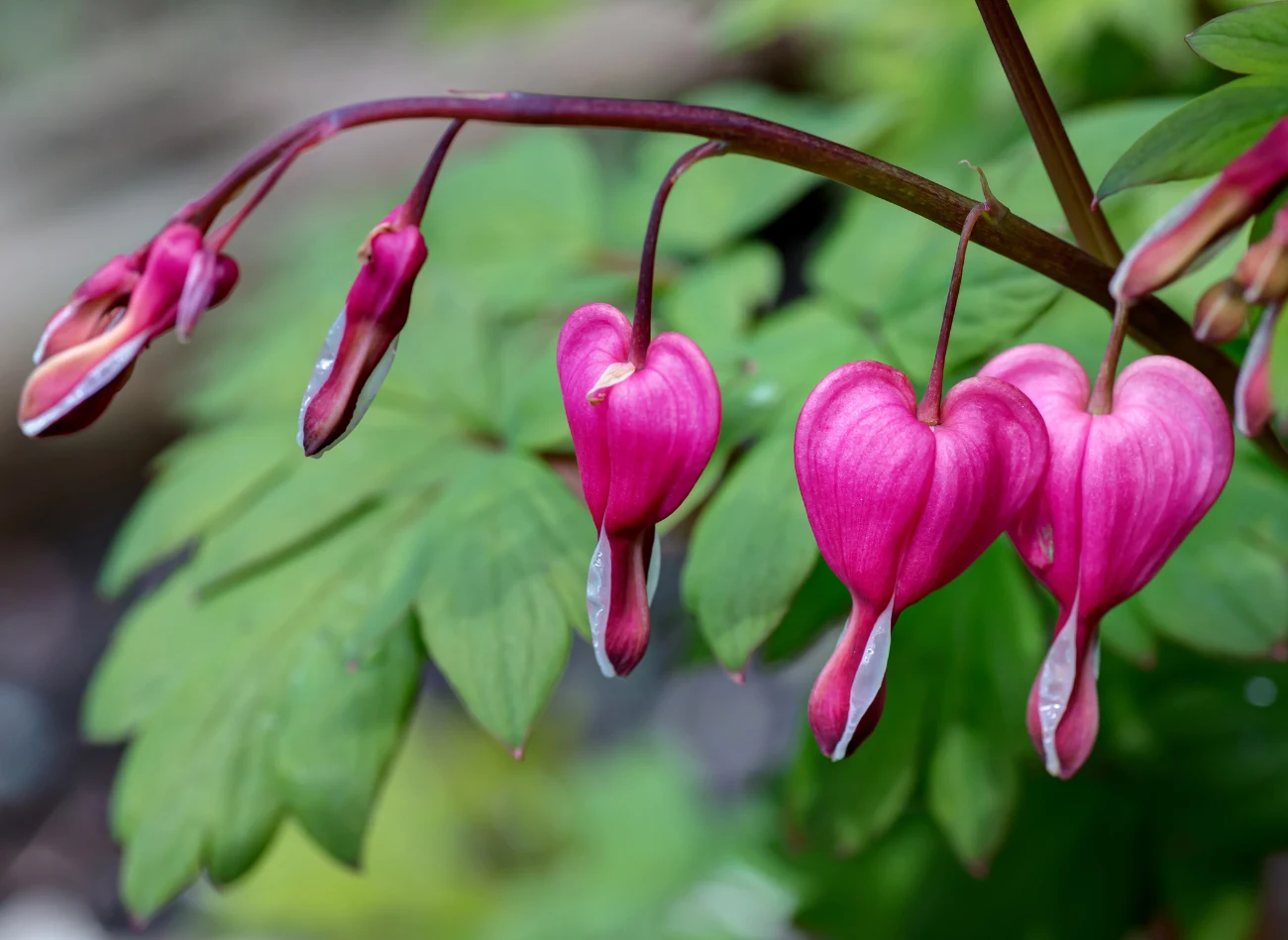Najlepiej sadzić serduszkę obok roślin, które nie będą osłaniać jej od słońca