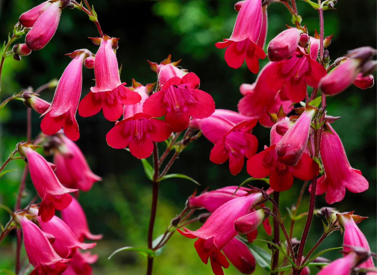 Penstemony występują w wielu wersjach kolorystycznych