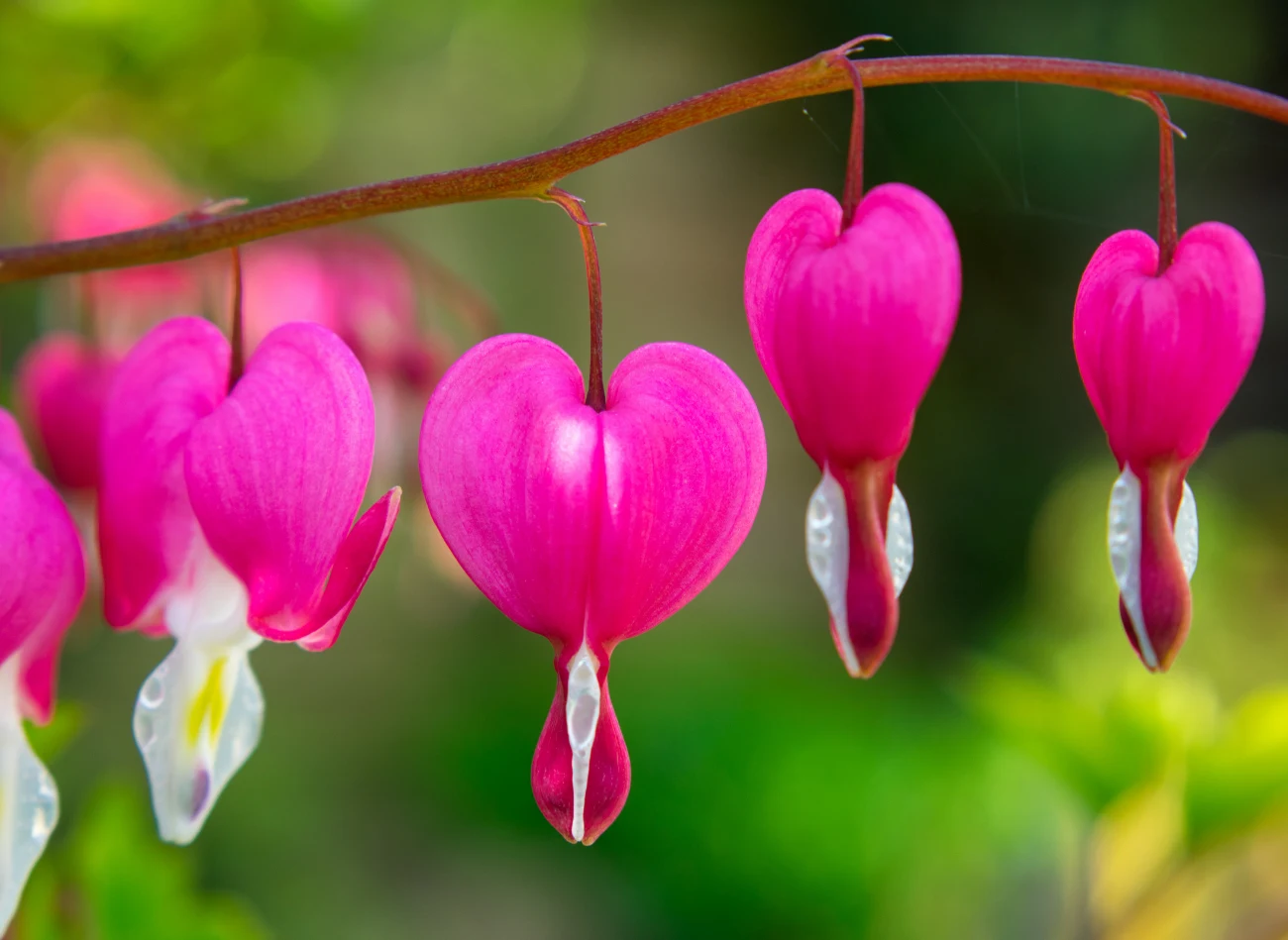Trudno o piękniejszą i bardziej oryginalną roślinę w ogrodzie