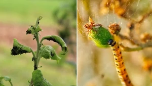 Jakie szkodniki atakują jabłonie?