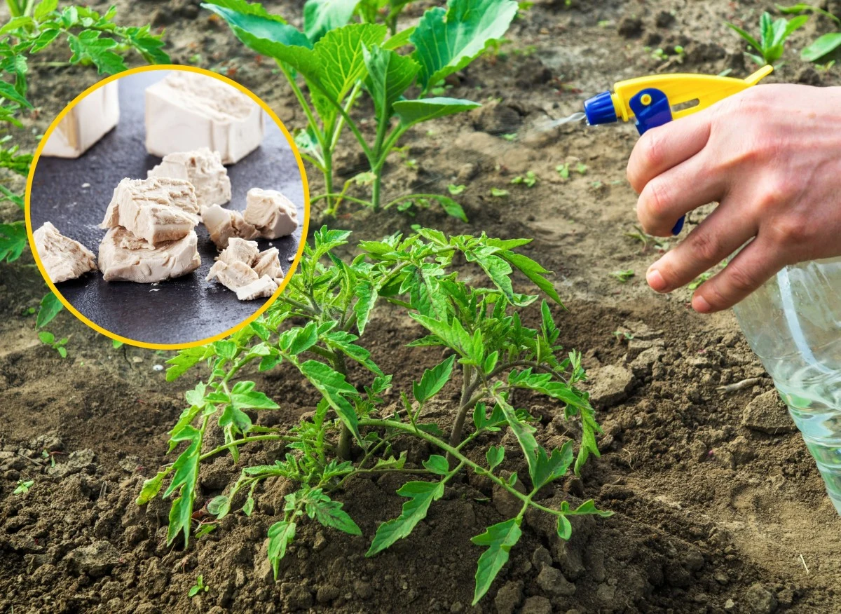 Jak stosować oprysk drożdżowy w uprawie pomidorów i ogórków